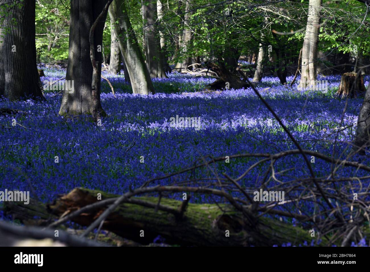 Bluebell blüht im Wald auf dem Ashridge Estate Berkhamsted Herts UK Stockfoto