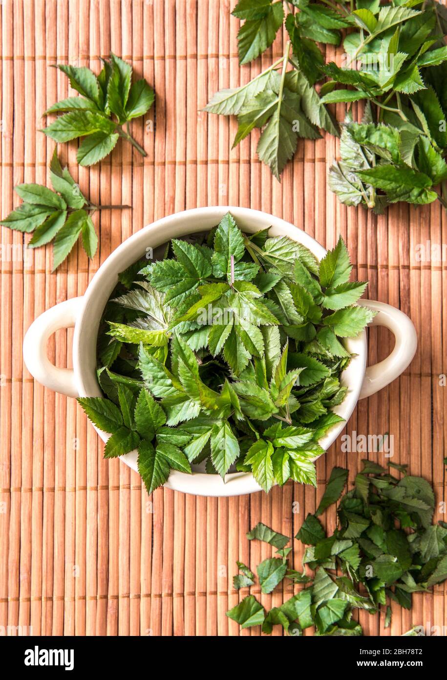 Frische junge Grasblätter für die Nahrung im Frühjahr verwenden. Aegopodium podagraria gemeinhin als Boden Holunder, Kraut gerard, Bischof Unkraut, Gicht Würze. Stockfoto