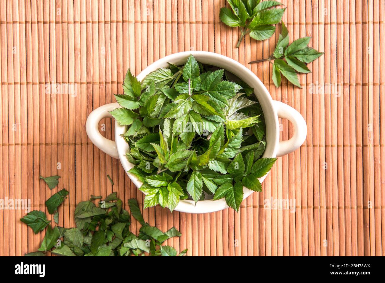 Frische junge Grasblätter für die Nahrung im Frühjahr verwenden. Aegopodium podagraria gemeinhin als Boden Holunder, Kraut gerard, Bischof Unkraut, Gicht Würze. Stockfoto