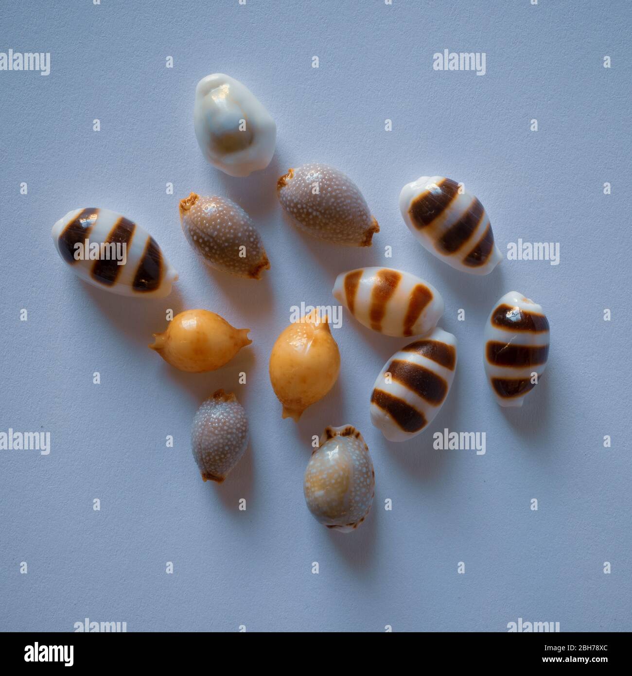 Small Pacific Shell Kollektion. Indo-Pacific Seashells Stockfoto