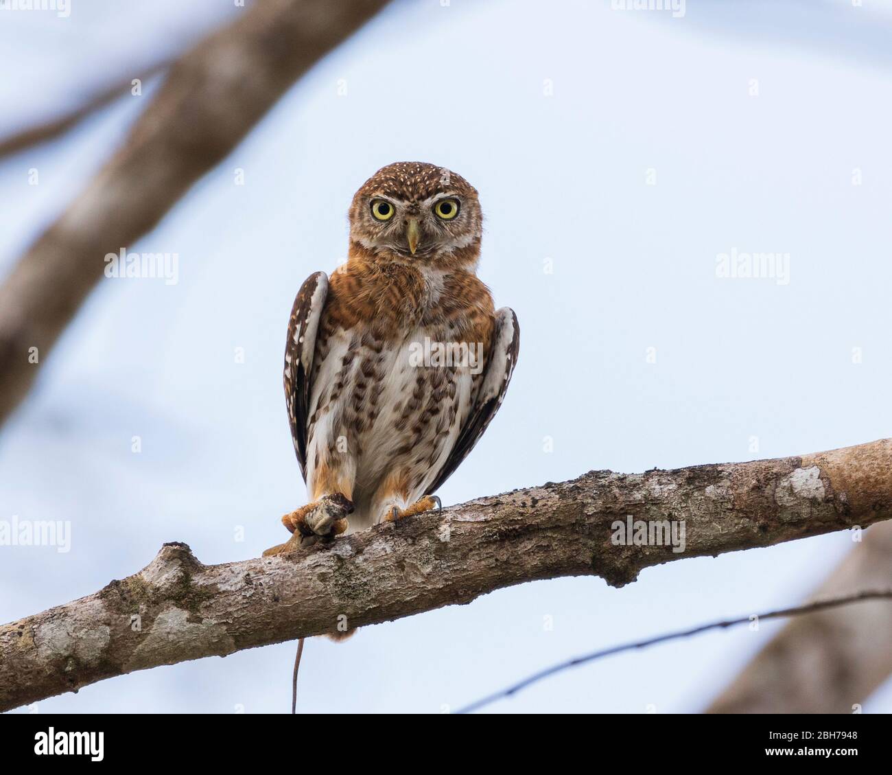 Eine kubanische Zwergkauz (Glaucidium siju), die auf einem Ast mit offenen Augen stampfen Stockfoto