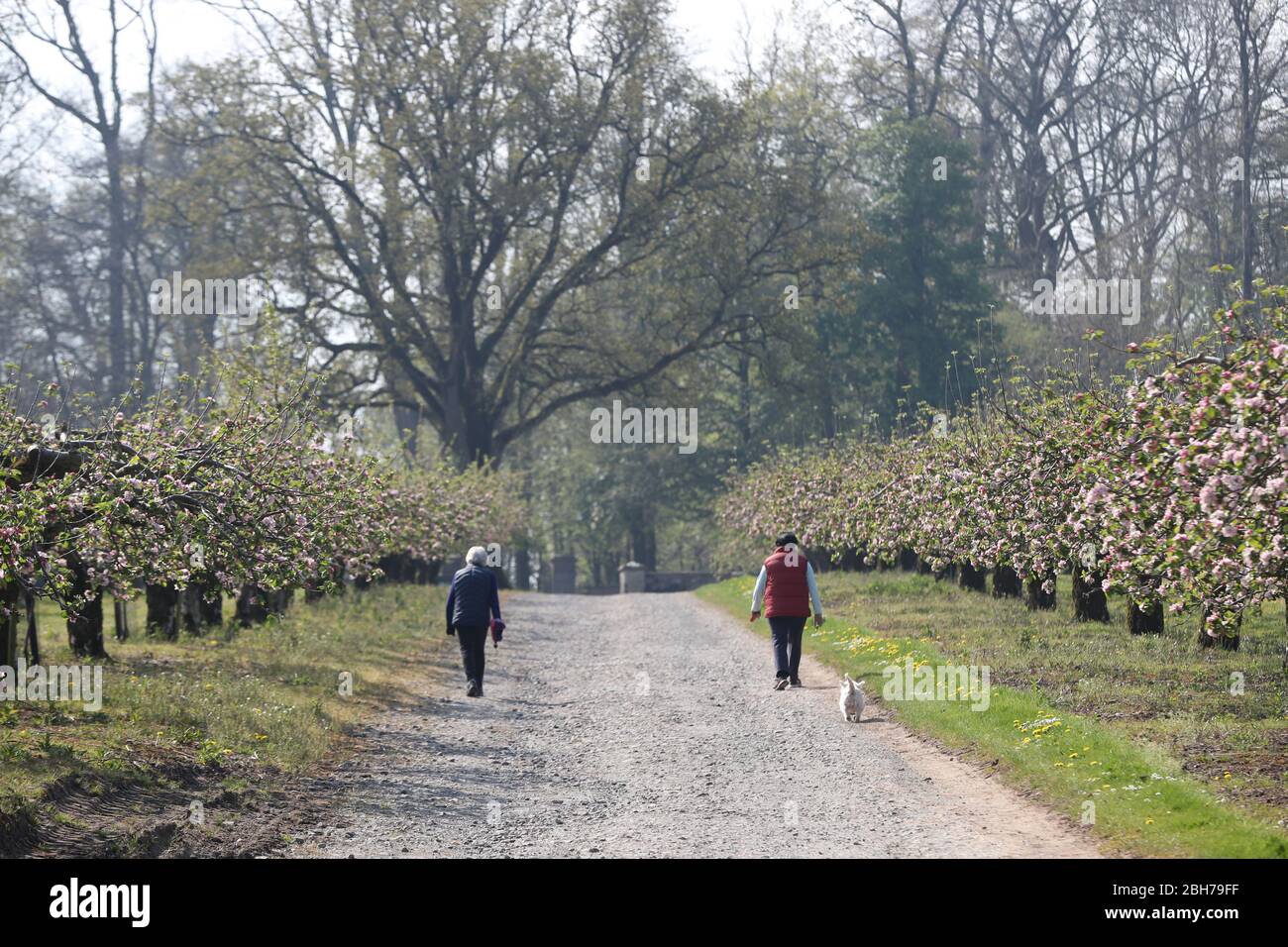 Zwei Frauen üben soziale Distanz, während sie in der Nähe von 5,000 Apfelbäumen im Ardress House in der Grafschaft Armagh spazieren, die nach einem milden Winter in die frühe Blüte gekommen sind, da die Natur auf Wetterveränderungen reagiert, die mit dem Klimawandel nach dem National Trust verbunden sind. Stockfoto