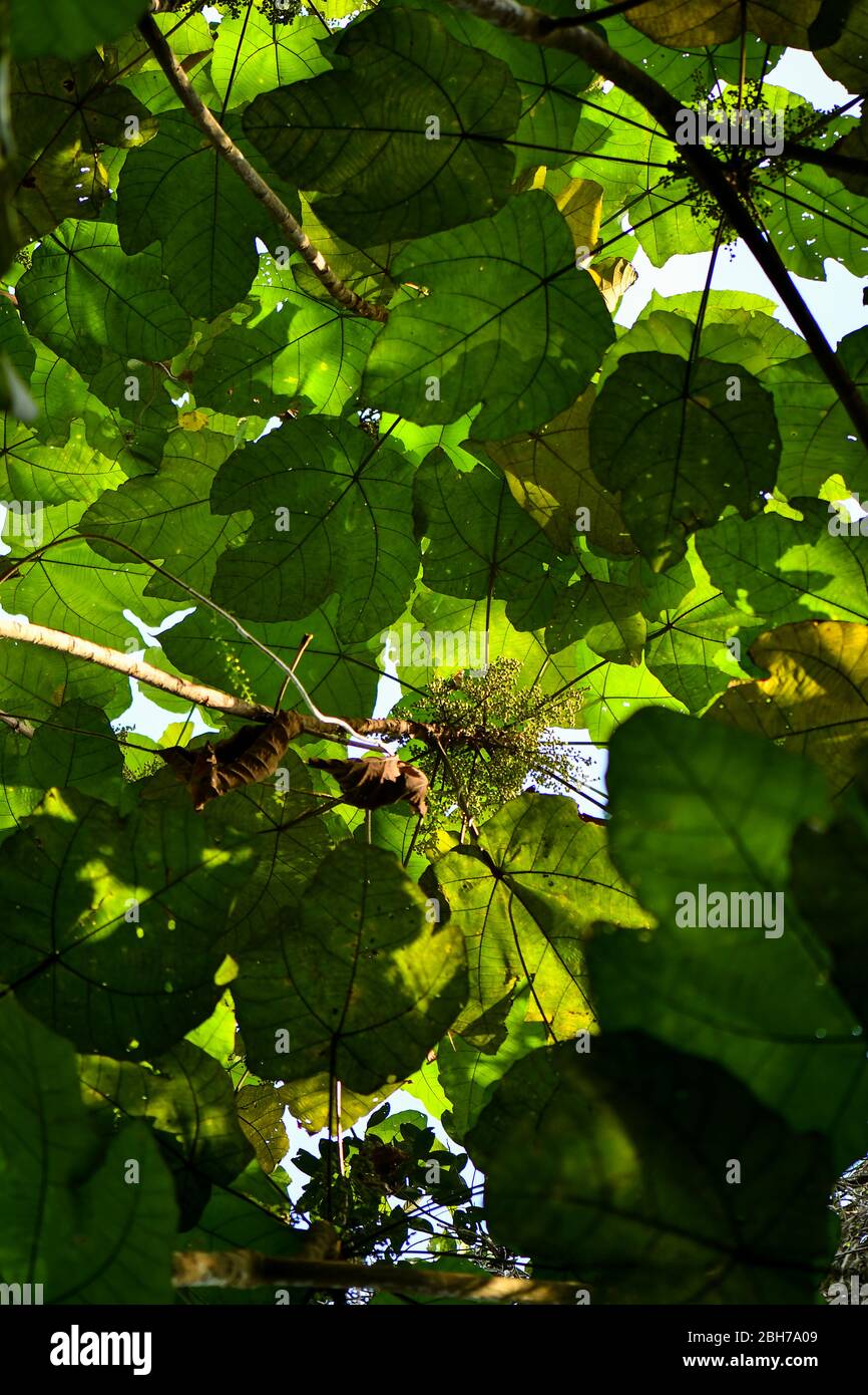 Grün hinterlässt Naturmuster für Hintergrund und Tapete. Stockfoto