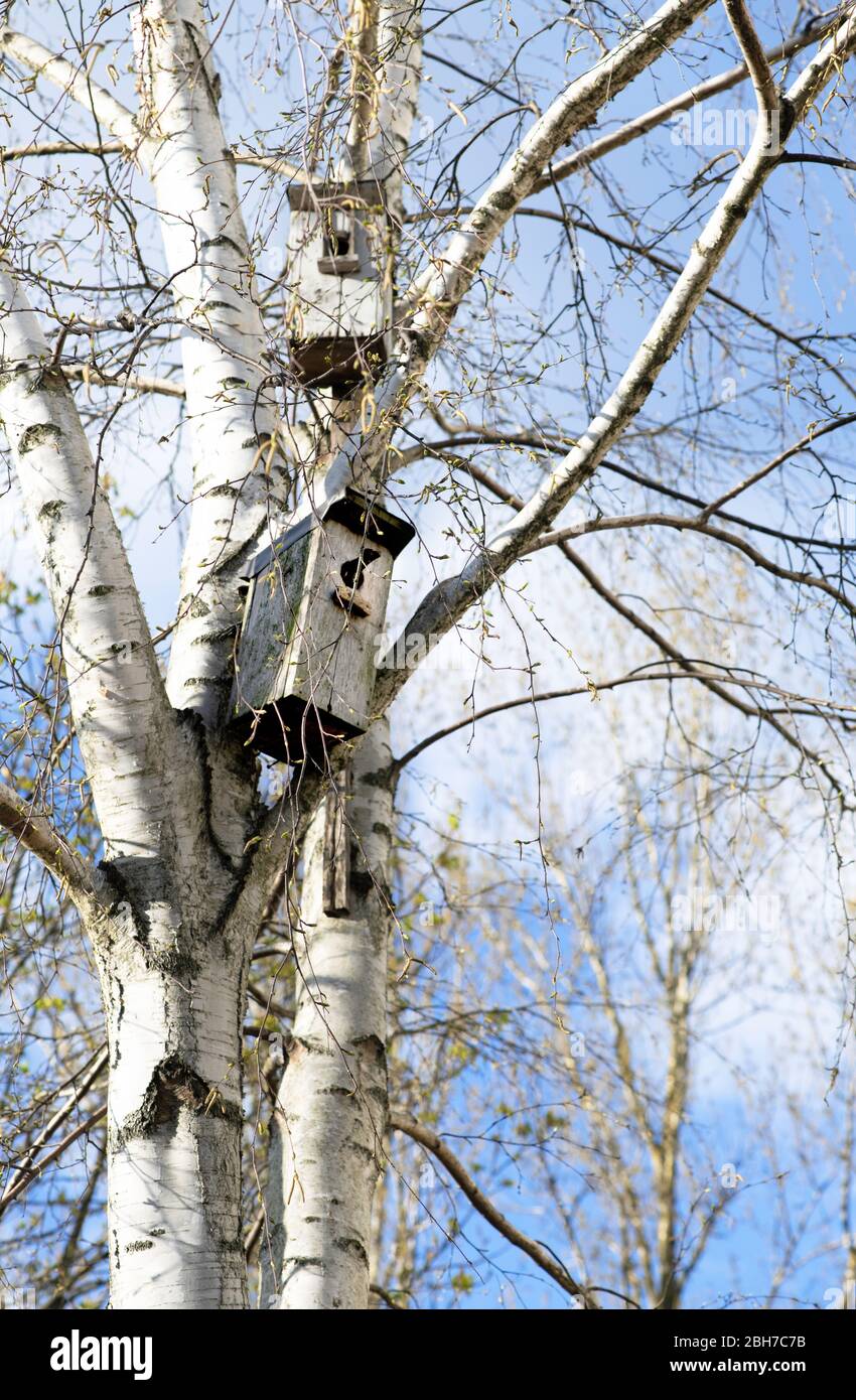 Nesting-Box hängt am Baum. Handgemachte Nistkasten und Vogel gehen nach innen. Frühlingskonzept Stockfoto