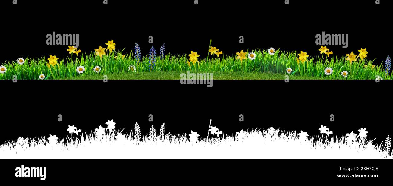 Frühling Gras und Gänseblümchen Wildblumen mit Freistellungspfaden und Alpha Kanal isoliert Stockfoto