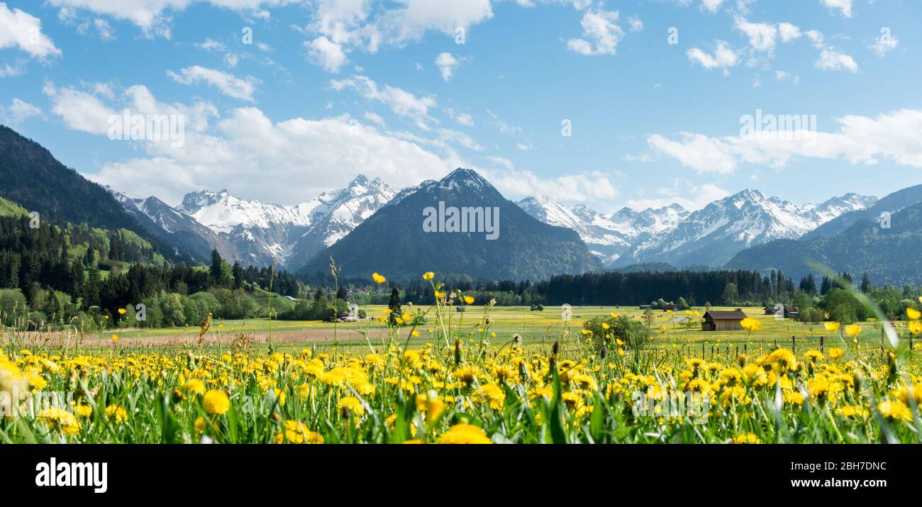 Schöne Blumenfeld Weide und schneebedeckte Berge und kleine Hütten im Hintergrund. Bayern, Alpen, Allgau, Oberstdorf, Deutschland. Stockfoto