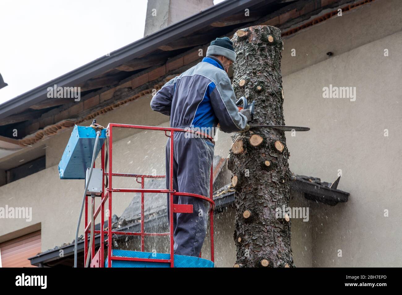 Professioneller Gärtner schneidet einen faulen Baum in einem Hausgarten mit einer Kettensäge ab Stockfoto