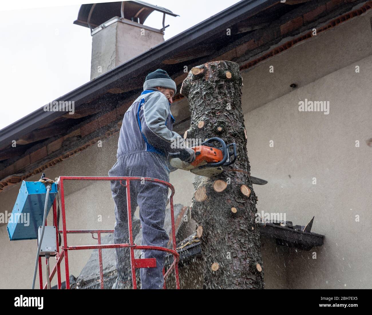 Professioneller Gärtner schneidet einen faulen Baum in einem Hausgarten mit einer Kettensäge ab Stockfoto