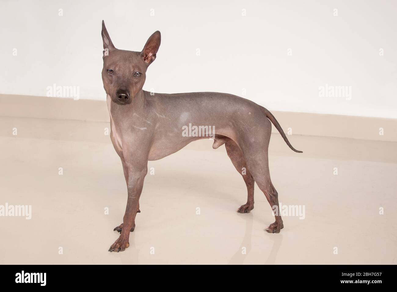 Nette amerikanische haarlose Terrier ist in die Kamera suchen. Haustiere. Stockfoto