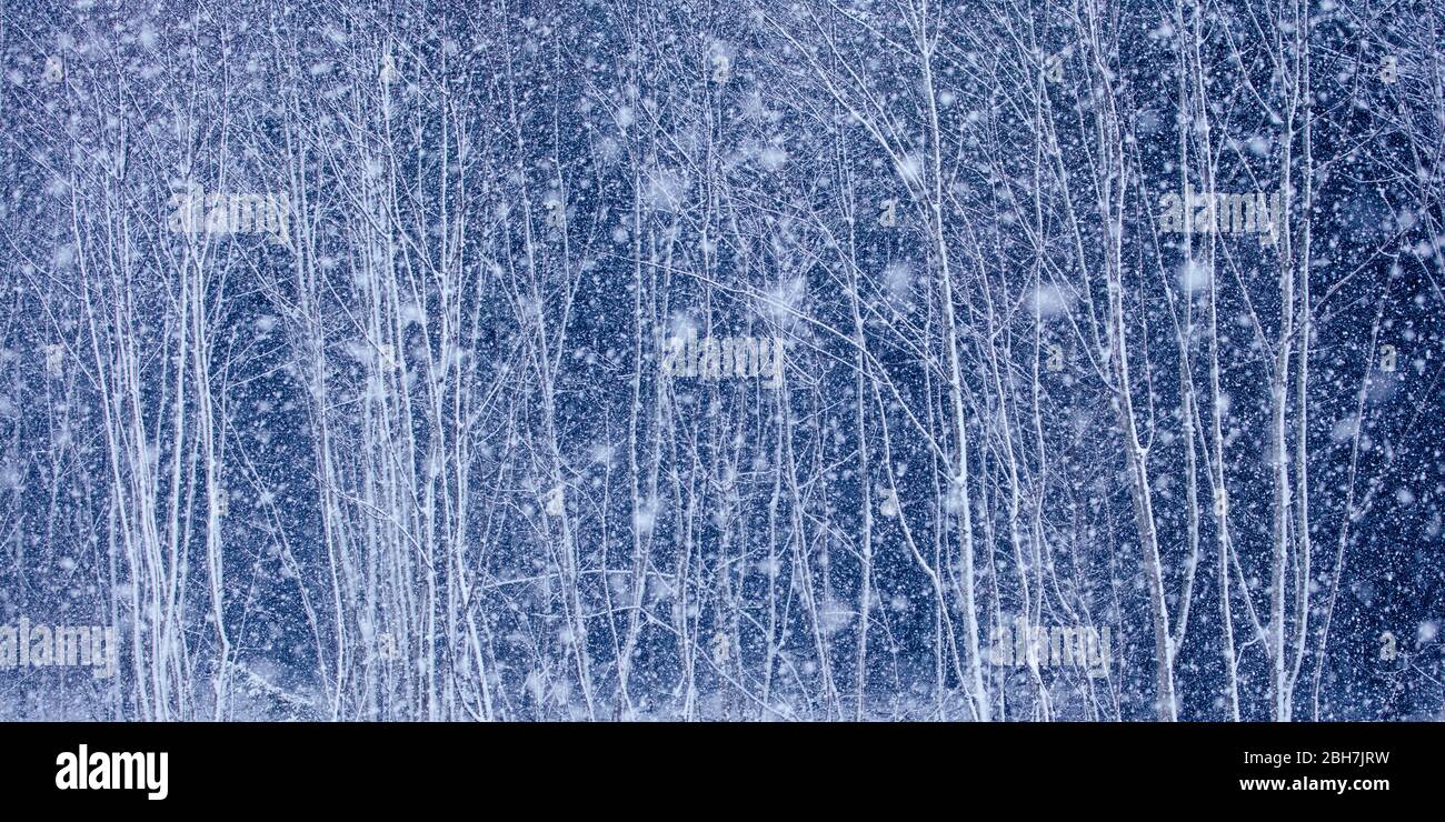 Schnee flurte vor dem Hintergrund junger Bäume im schottischen Winter Stockfoto