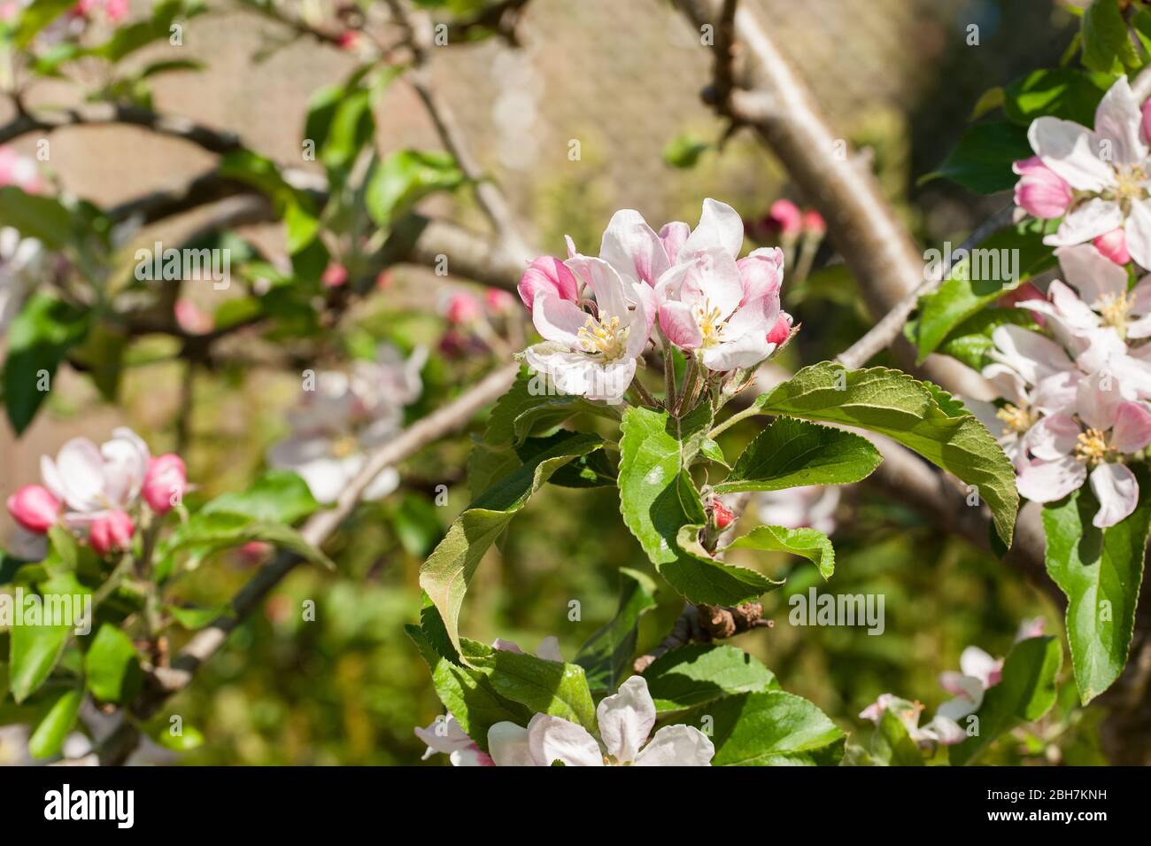 apfelblüte im Frühling Stockfoto
