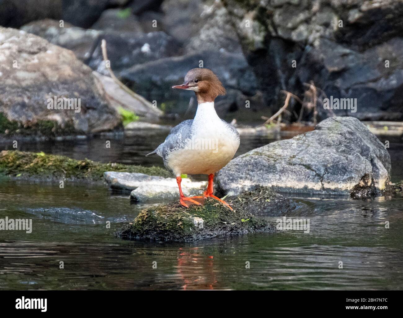 Schwanenhündin ( Mergus Merganser) auf einem Felsen im Fluss Almond, West Lothian, Schottland. Stockfoto