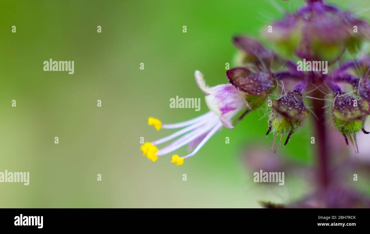 Schwarze Basilikum Blume Makro Nahaufnahme Stockfoto