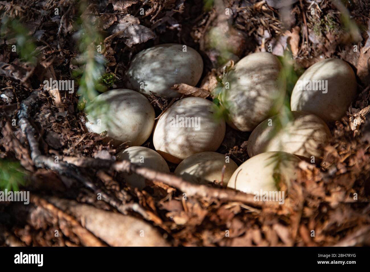 Eine Mallard-Ente, : Anas platyrhynchos, Nest versteckt unter einem immergrünen Baum in den Adirondack Mountains, NY USA Wildwald mit neun Eiern. Stockfoto