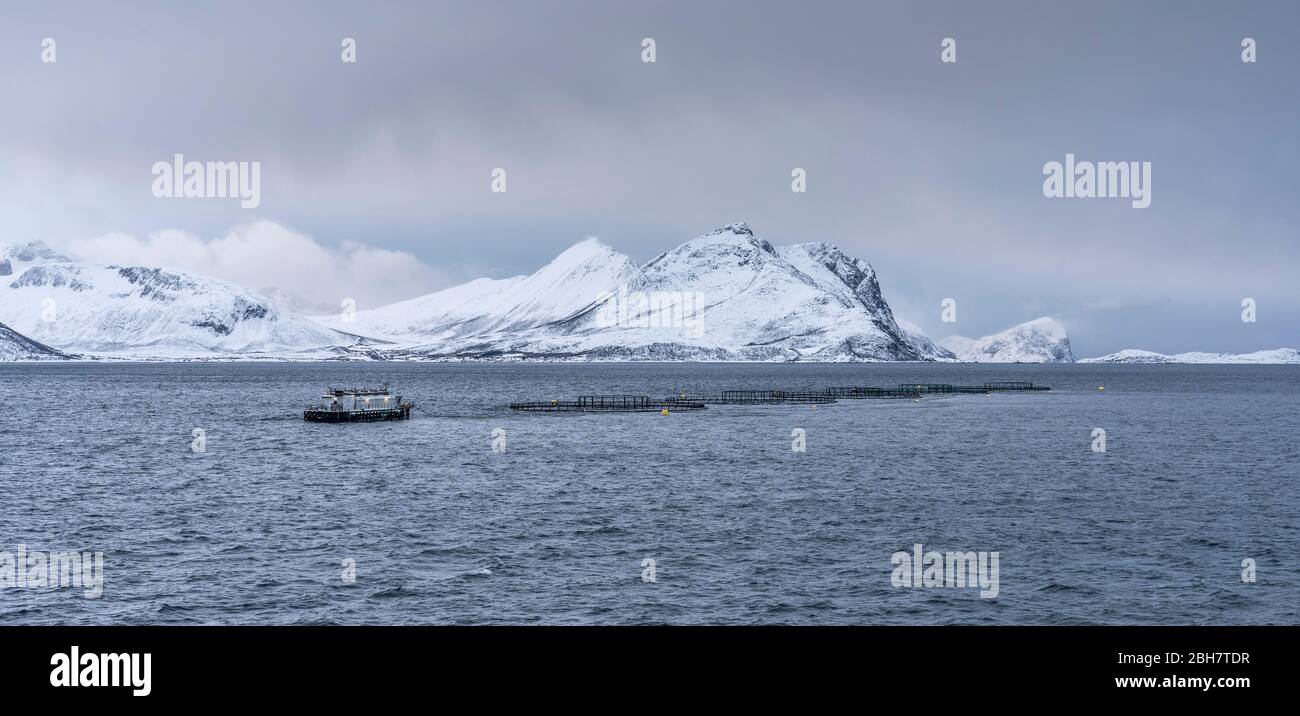 Fischfarm im Winter auf der Insel Vengsøy im Norden Norwegens In der Nähe von Tromsoe Stockfoto