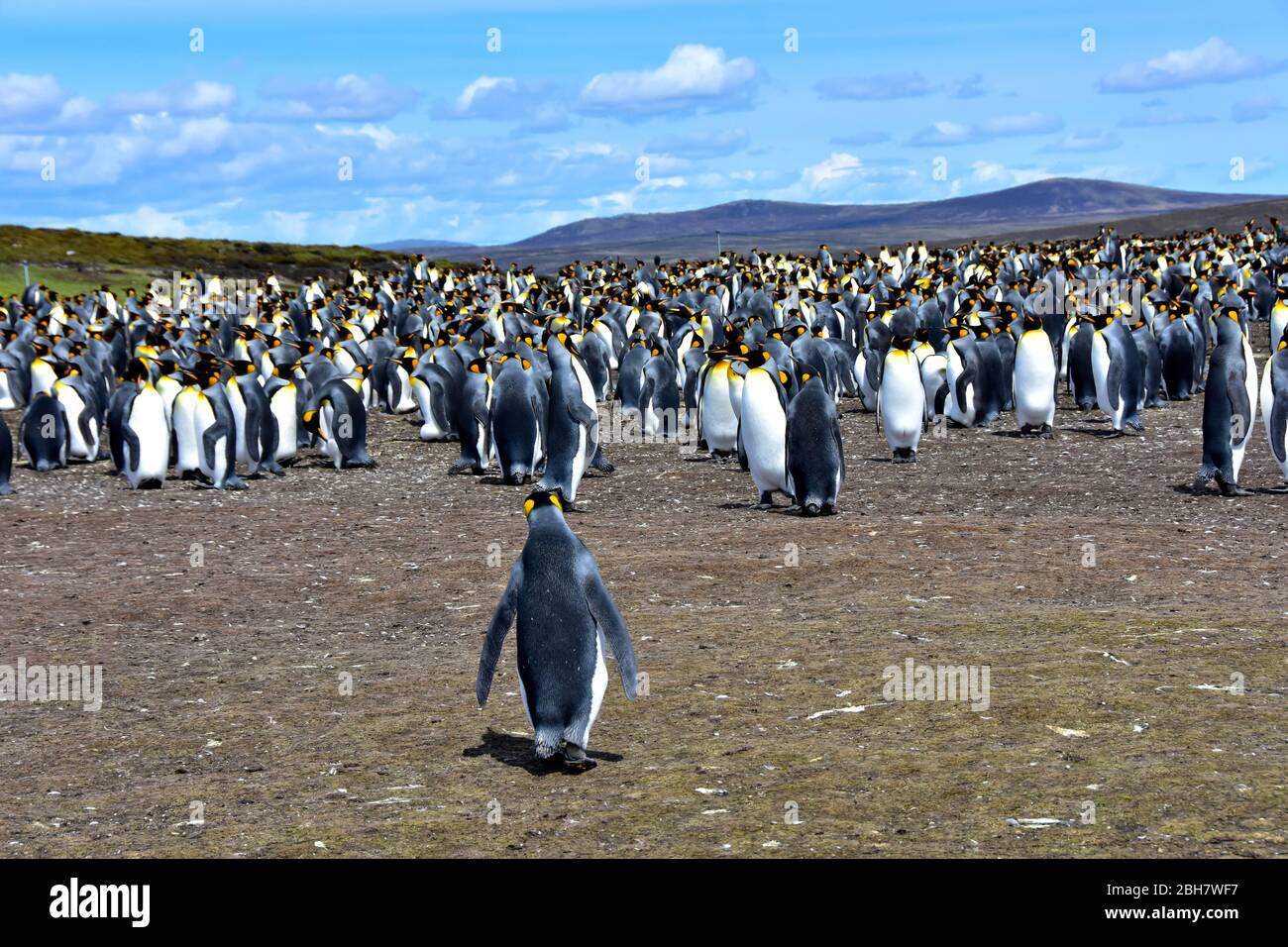 Eine Kolonie von Königspinguinen am Volunteer Point, Falkland Islands. Stockfoto