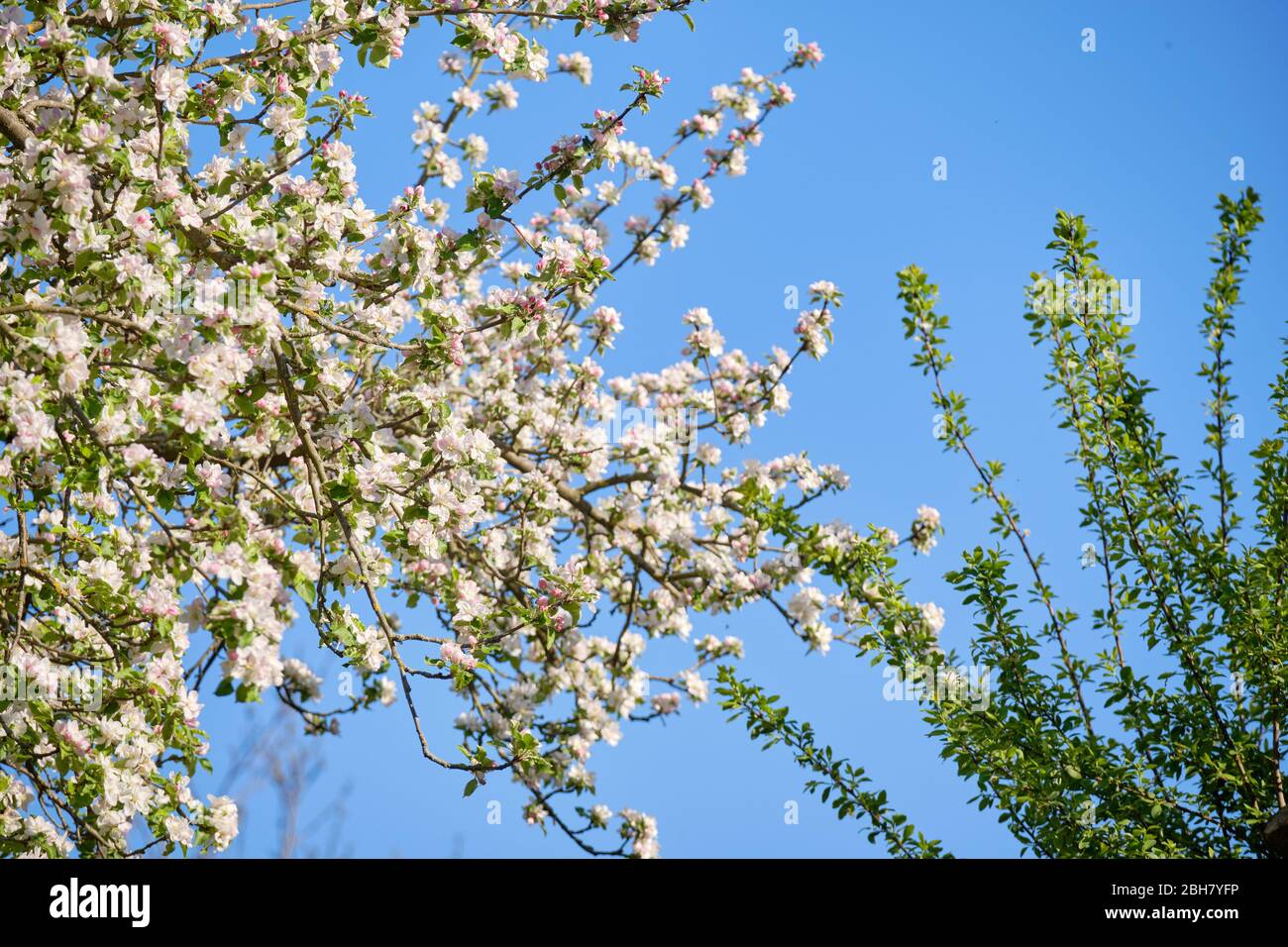 Nahaufnahme eines schönen blühenden Apfelbaums mit strahlend weißen Blüten in einem grünen Garten vor klarem blauen Himmel. Gesehen in Bayern in Deutschland im April. Stockfoto