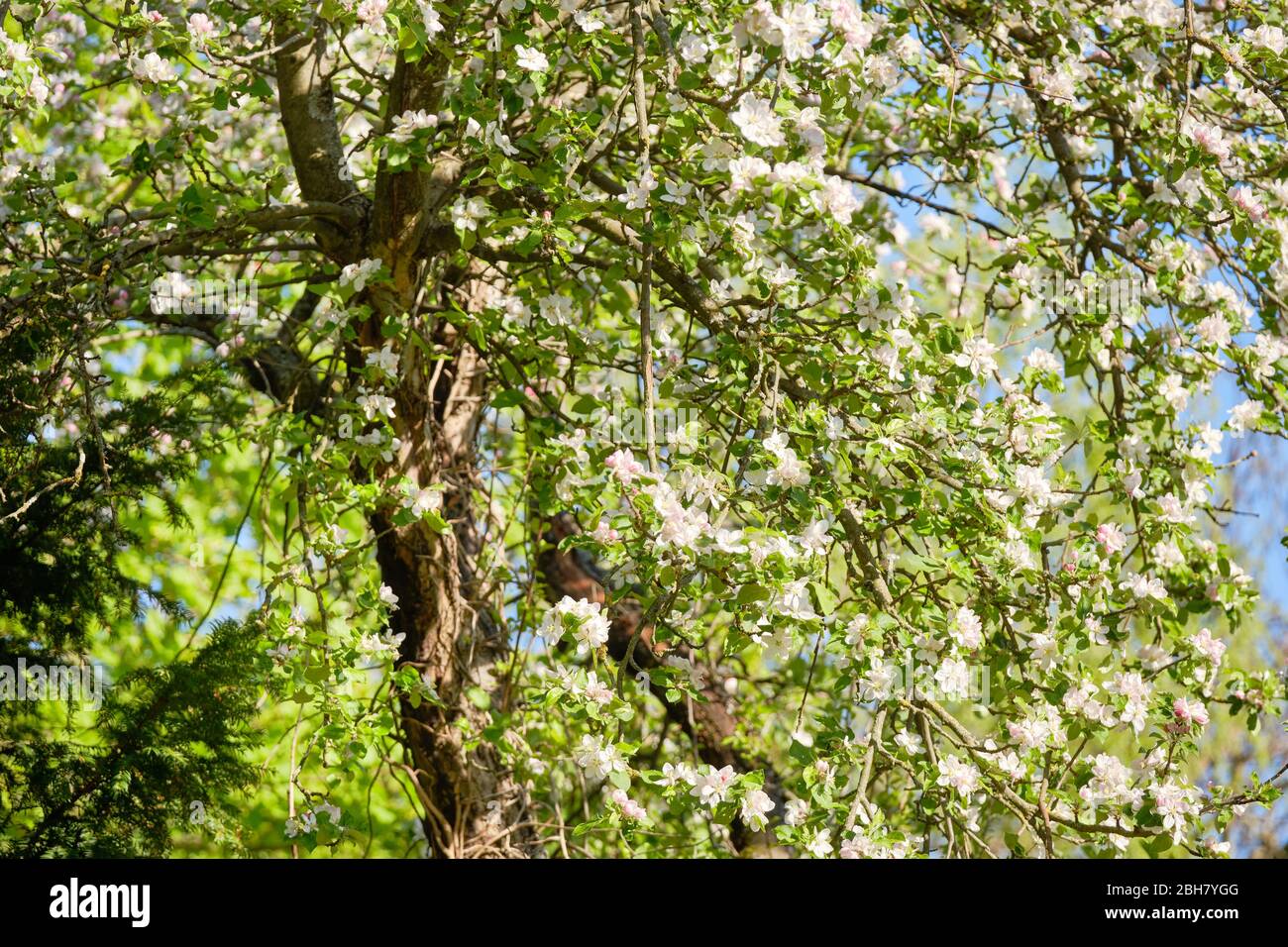 Nahaufnahme eines schönen blühenden Apfelbaums mit strahlend weißen Blüten in einem grünen Garten vor klarem blauen Himmel. Gesehen in Bayern in Deutschland im April. Stockfoto