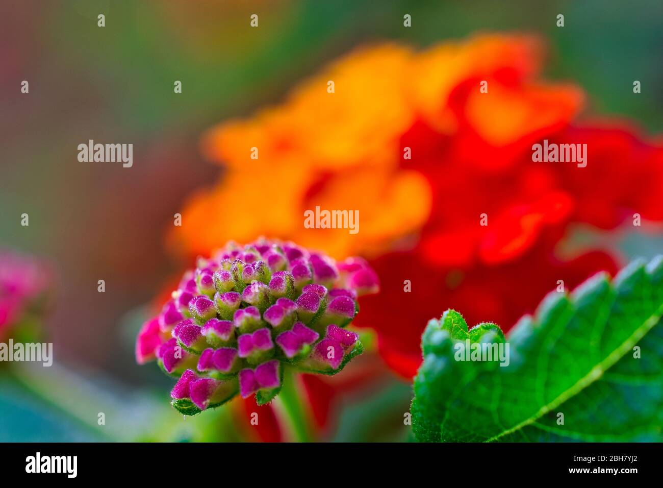Farbenfrohe Nahaufnahme von blühenden Blumen. Rosa, orange und rote Blüten Stockfoto