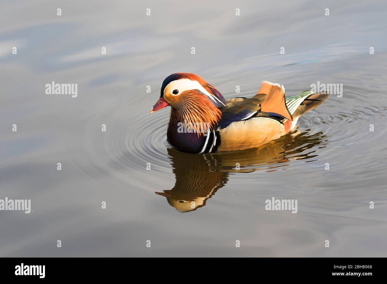 Männliche getuftete Enten eskortieren weibliche getuftete Ente Stockfoto