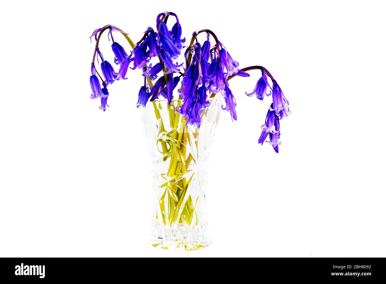 Bluebells, Bluebell Blumen, Bluebell, Hyacinthoides non-scripta, UK England, Wald, Bluebell, Blumen, Vase von Bluebells, Wildblumen, Vase, Stockfoto