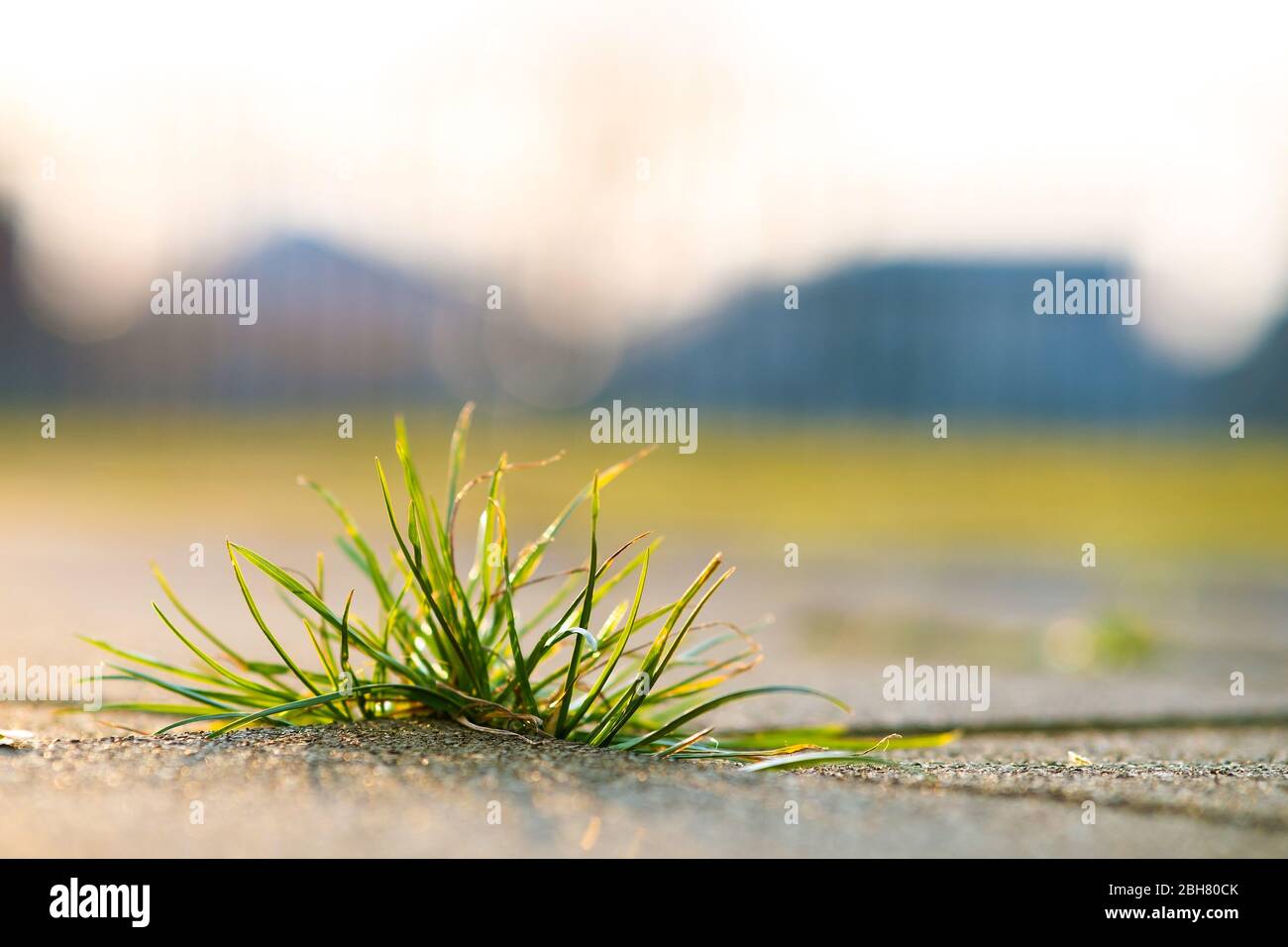 Nahaufnahme der unkraugrünen Pflanze, die zwischen Betonpflastersteinen im Sommerhof wächst. Stockfoto
