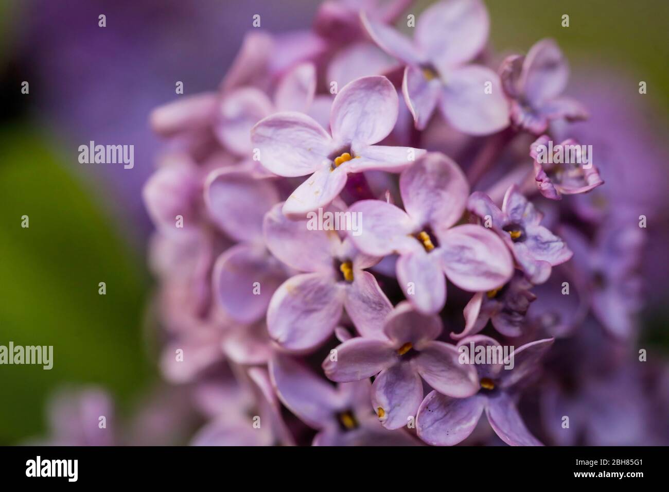 Geringe Schärfentiefe (selektiver Fokus) und Makrobild mit lila lila Fliederblumen. Stockfoto