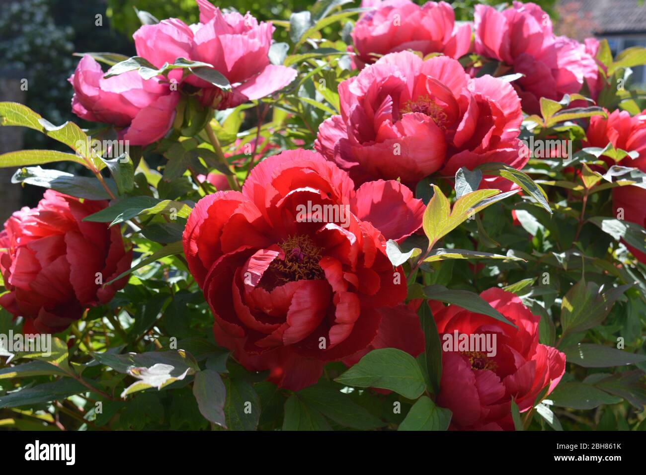 Baum Pfingstrose, schöne rote Blumen im Frühling Stockfoto