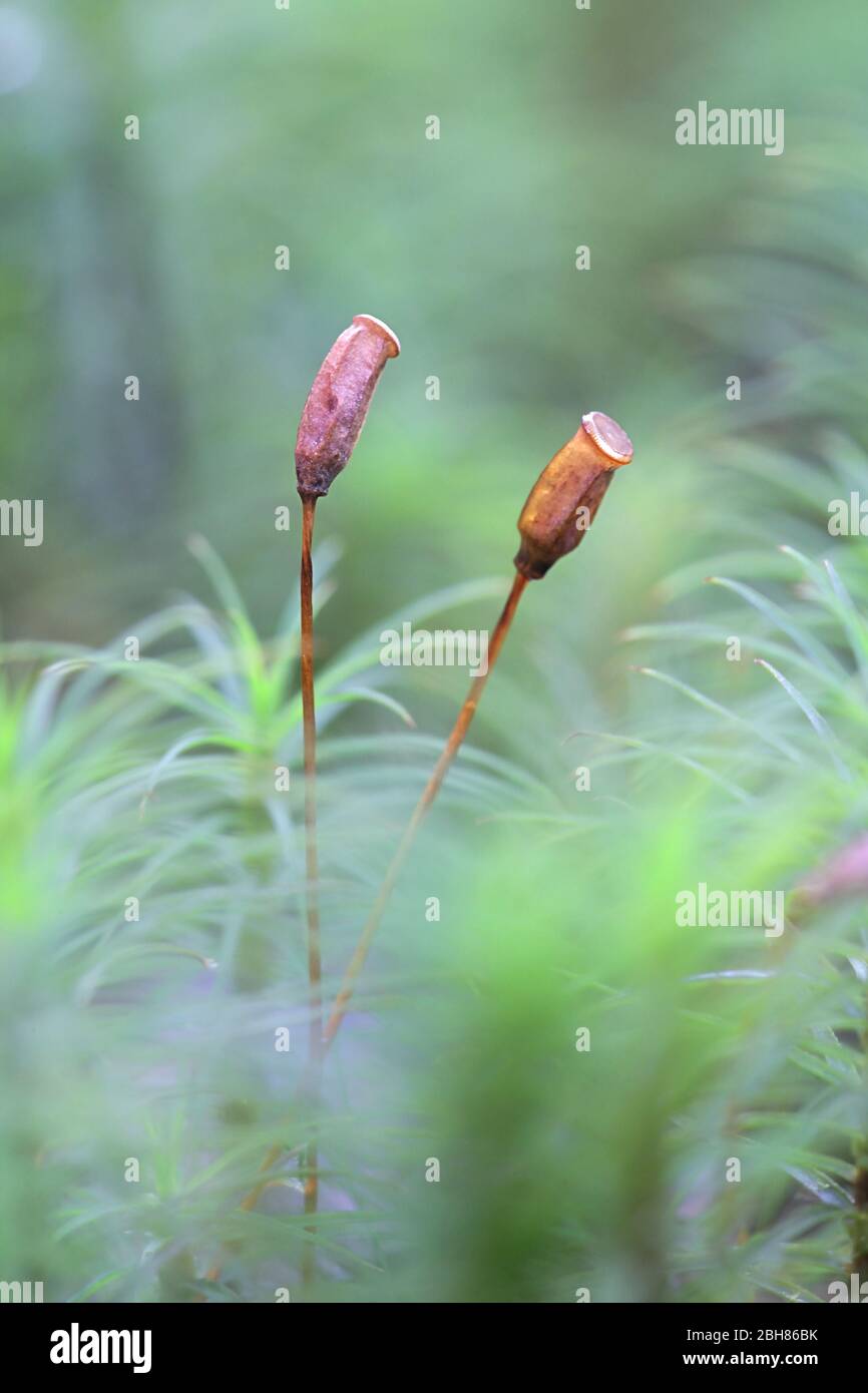 Polytrichum commune, bekannt als gemeines Haarschutzmoos, großes goldenes Frauenhaar oder große Goldlöckchen Stockfoto