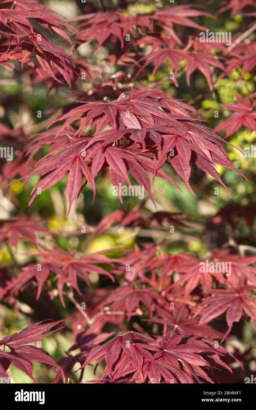 Acer Palmatum Atropurpureum Stockfoto