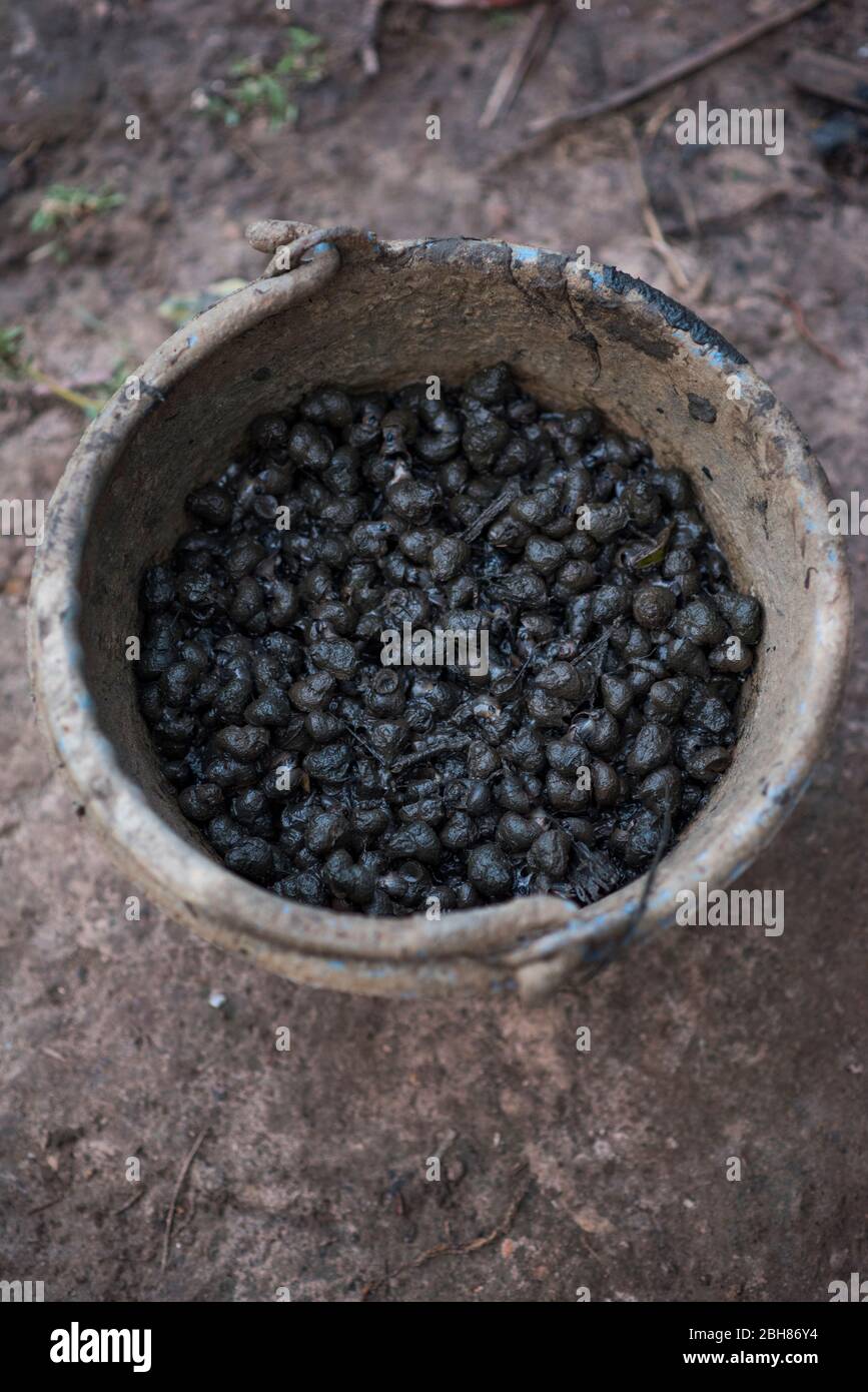 Eimer voller Schnecken, bedeckt mit Schlamm, Kampot, Kambodscha. Stockfoto