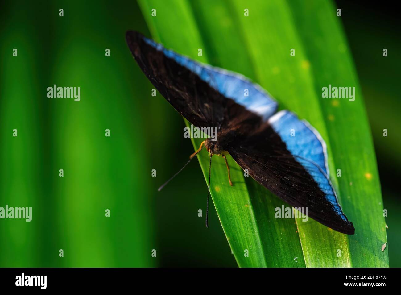 Horsfield's Baron - Tanaecia iapis, schöner blauer und schwarzer Schmetterling aus südostasiatischen Wiesen und Wäldern, Malaysia. Stockfoto
