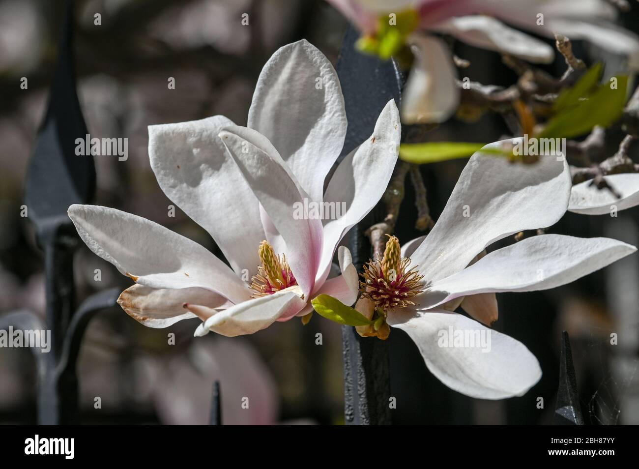 Magnolia blüht im Frühling in Norrkoping, Schweden Stockfoto
