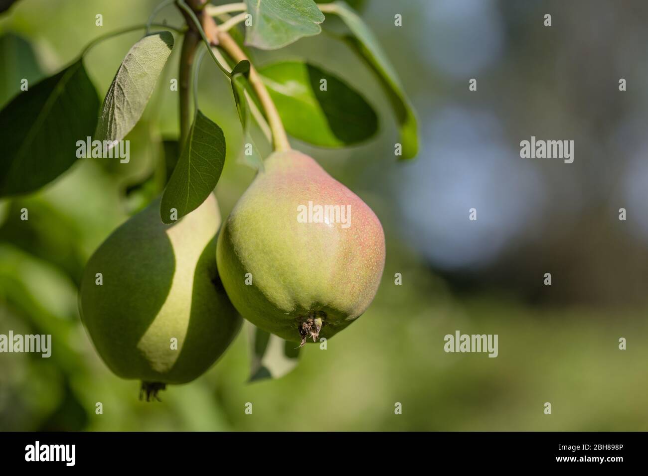 Birnen auf dem Baum Brunch grünen Blättern Stockfoto