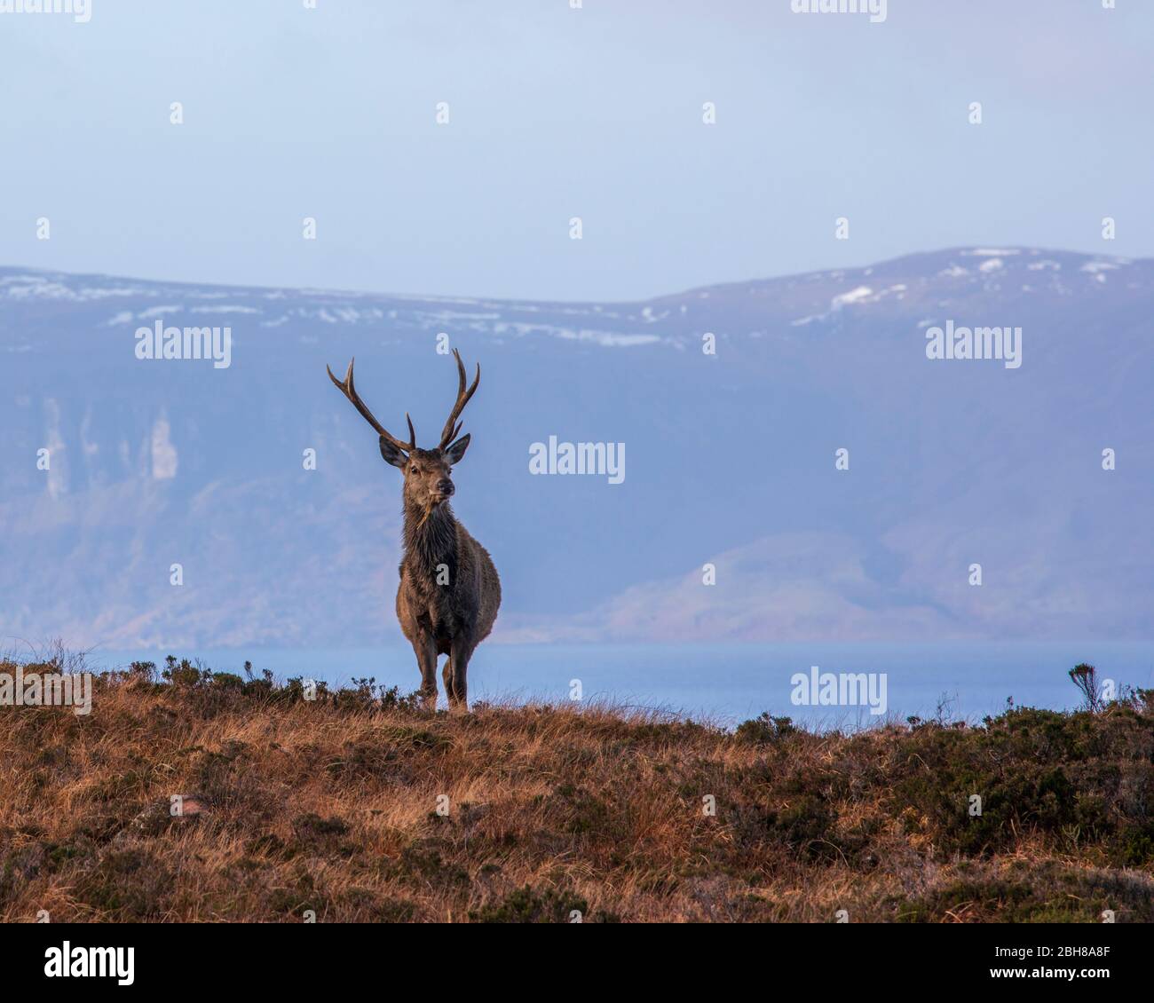 Hirsch in schottischen Highlands mit Raasay im Hintergrund Stockfoto