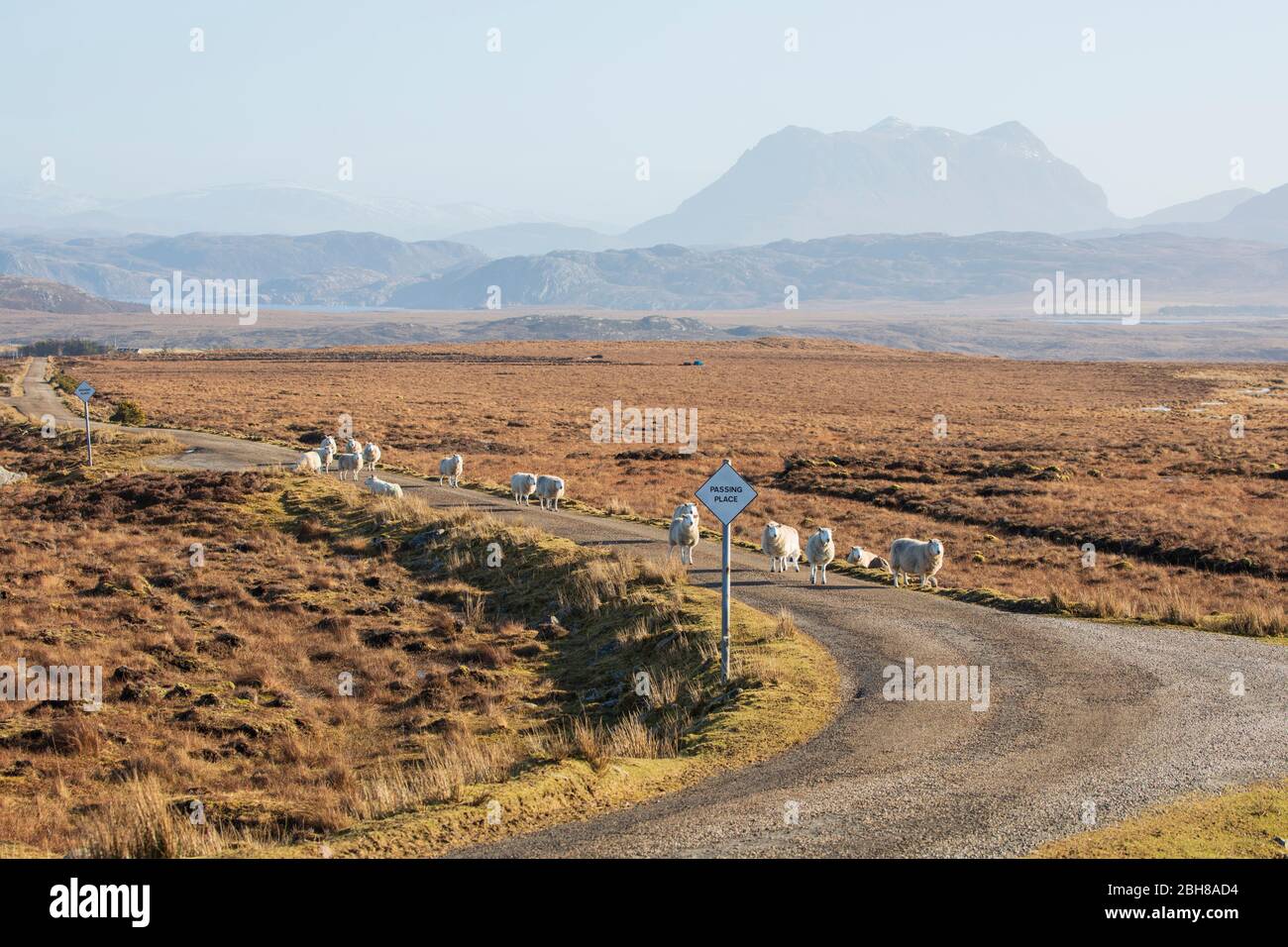 Schafe blockieren eine schmale Straße in den schottischen Highlands Stockfoto