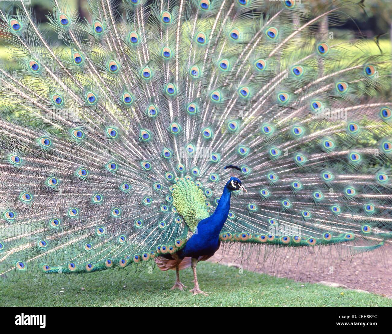 Der indische Pfau zeigt seinen Zug, Wiltshire, England, Großbritannien Stockfoto