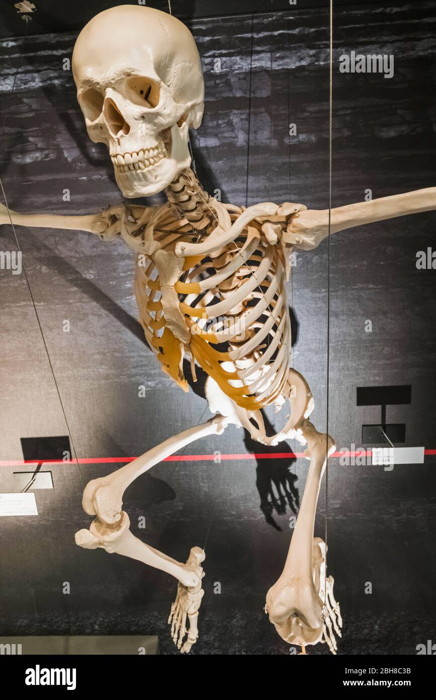 Japan, Honshu, Tokio, Hibiya, Ueno Park, das Nationale Museum für Natur und Wissenschaft, Ausstellung des menschlichen Skeletts Stockfoto