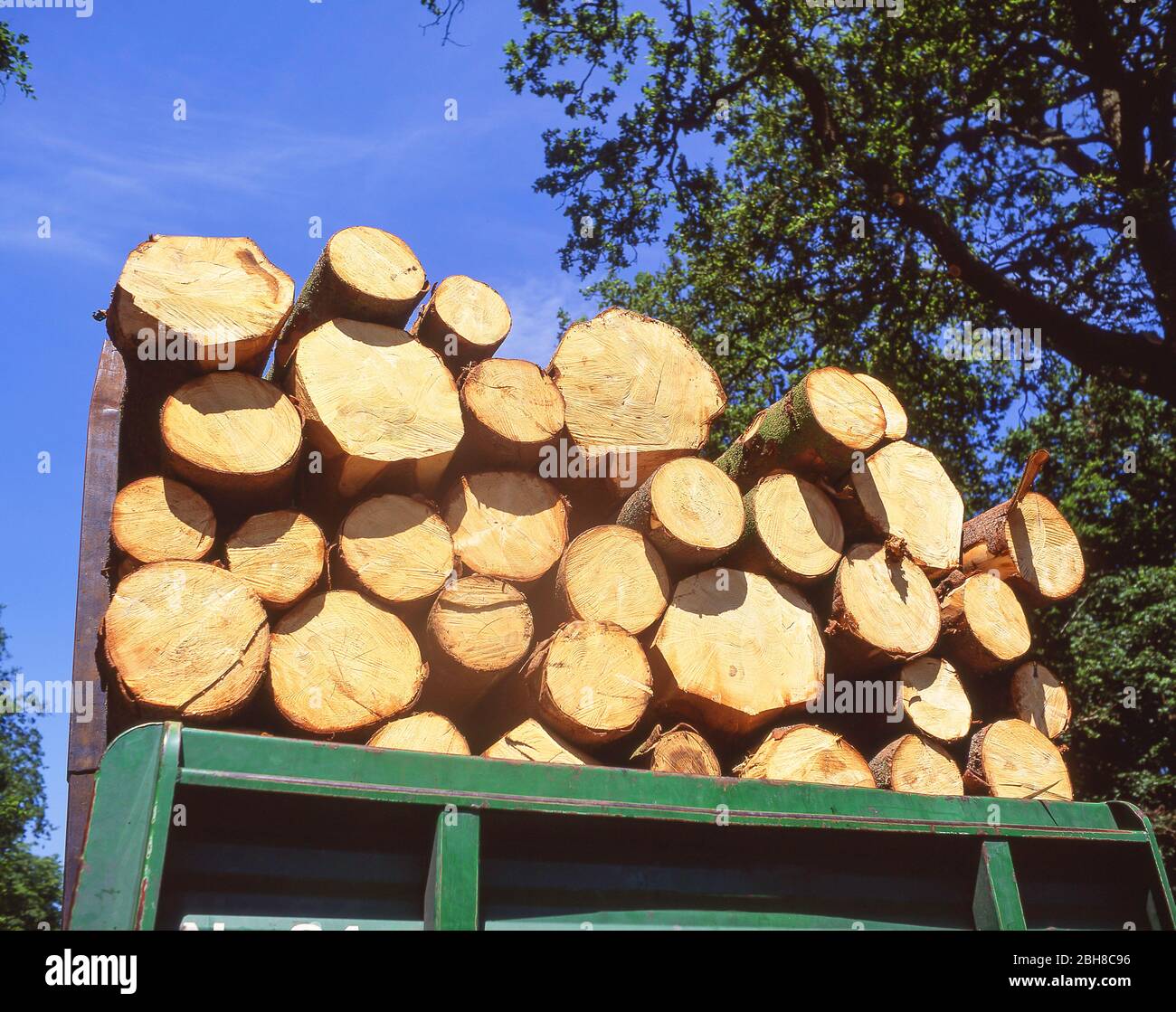 Neu geschnittenes Holz auf der Rückseite des LKW, Windsor Great Park, Berkshire, England, Großbritannien Stockfoto