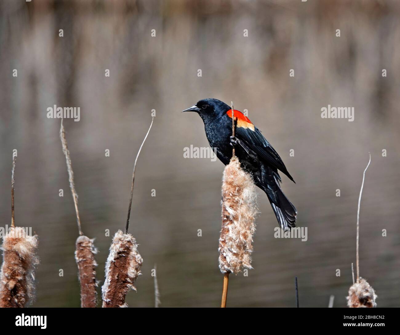 Porträt einer männlichen Rotflügelamsel, Agelaius phoeniceus, in Brutfarben auf einem Lattenschwanz am Ufer eines kleinen Teiches im Zentrum von Oregon. Stockfoto