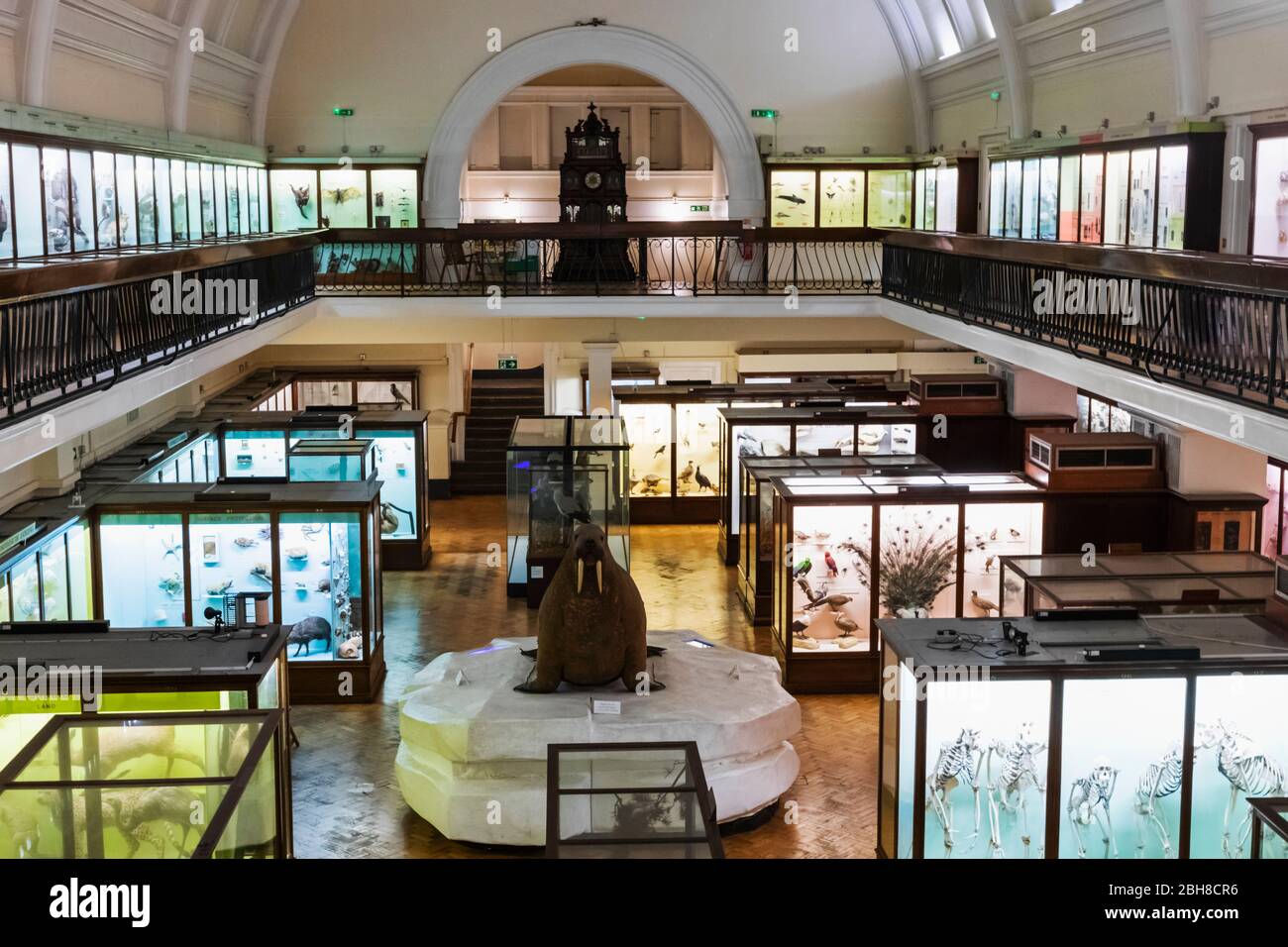 England, London, Forest Hill, Horniman Museum, Innenansicht Stockfoto