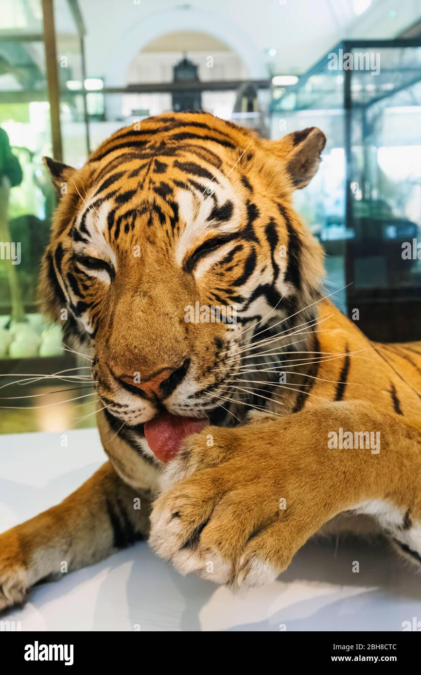 England, London, Forest Hill, Horniman Museum, Taxidermy Berg von Bengal Tiger Stockfoto