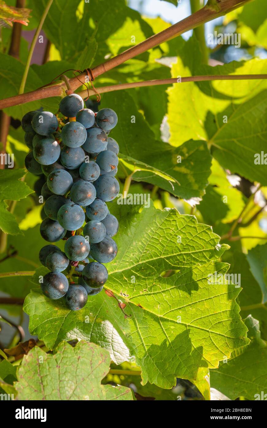 Große Trauben von schwarzen Trauben an der Rebe mit grünen Blättern aus nächster Nähe Stockfoto