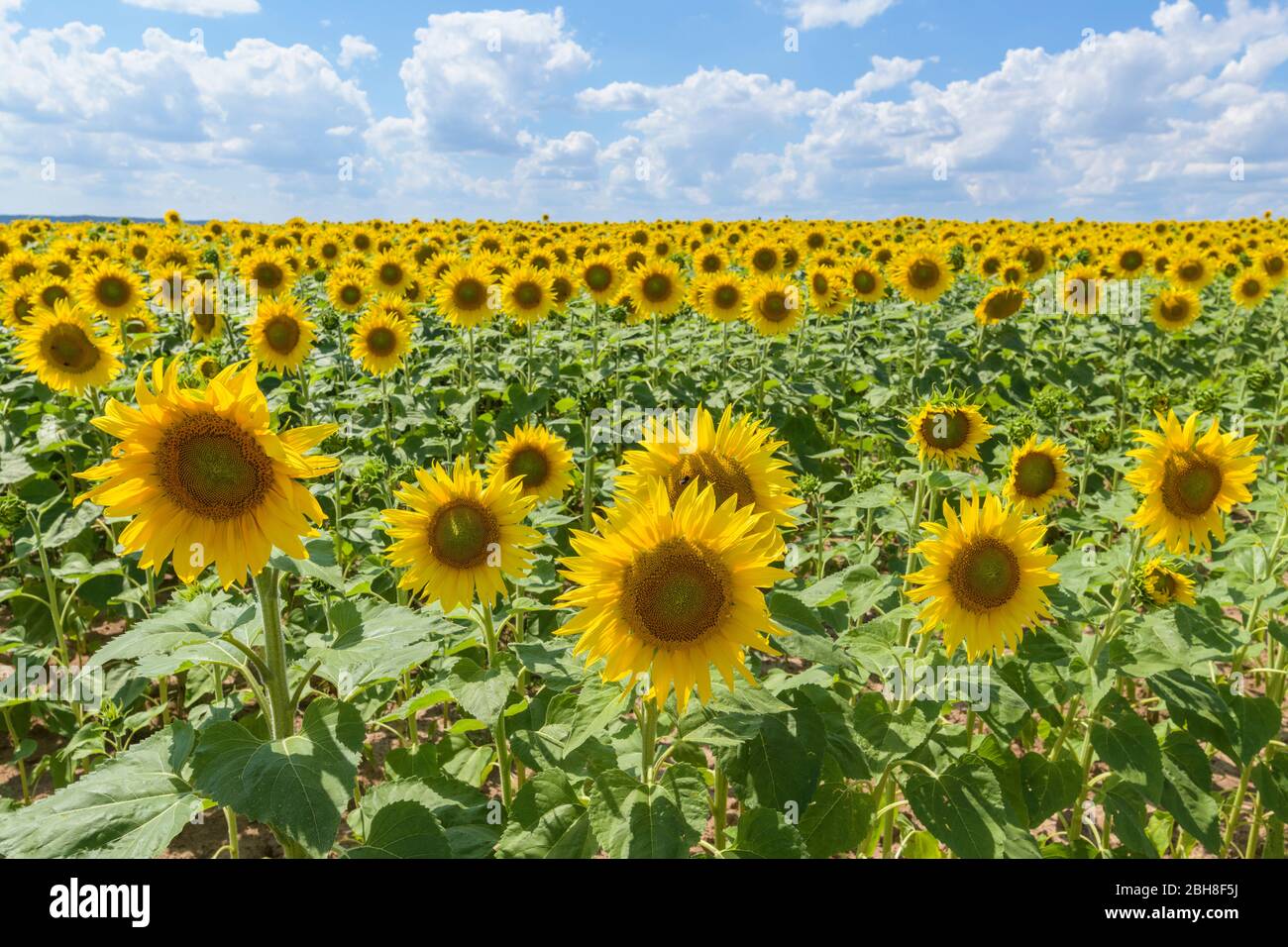 Blühende Sonnenblumen Feld im Sommer, Sternberg, Altenburg, Bayern, Deutschland Stockfoto