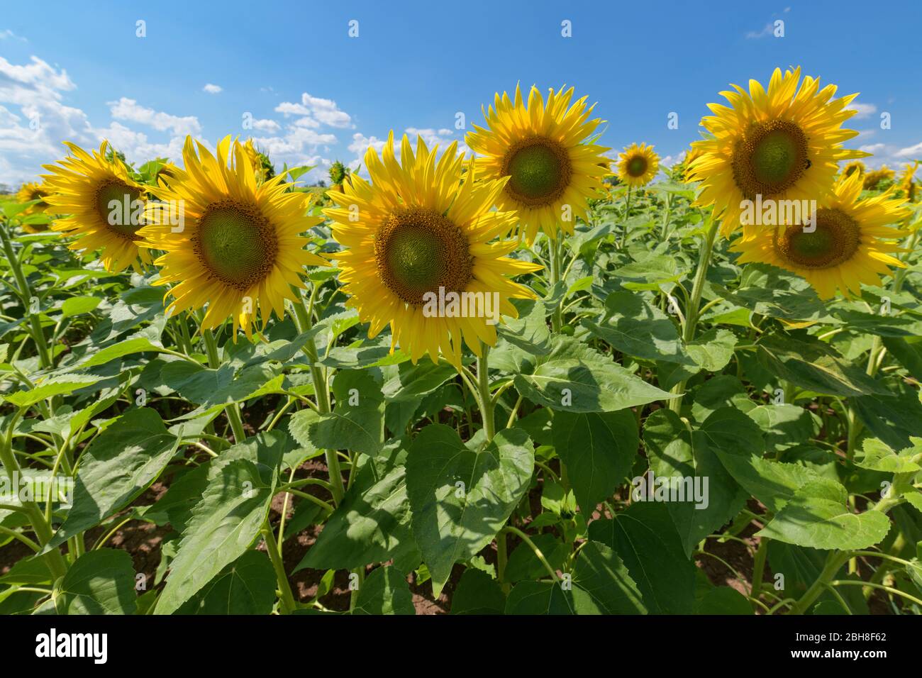 Blühende Sonnenblumen Feld im Sommer, Sternberg, Altenburg, Bayern, Deutschland Stockfoto