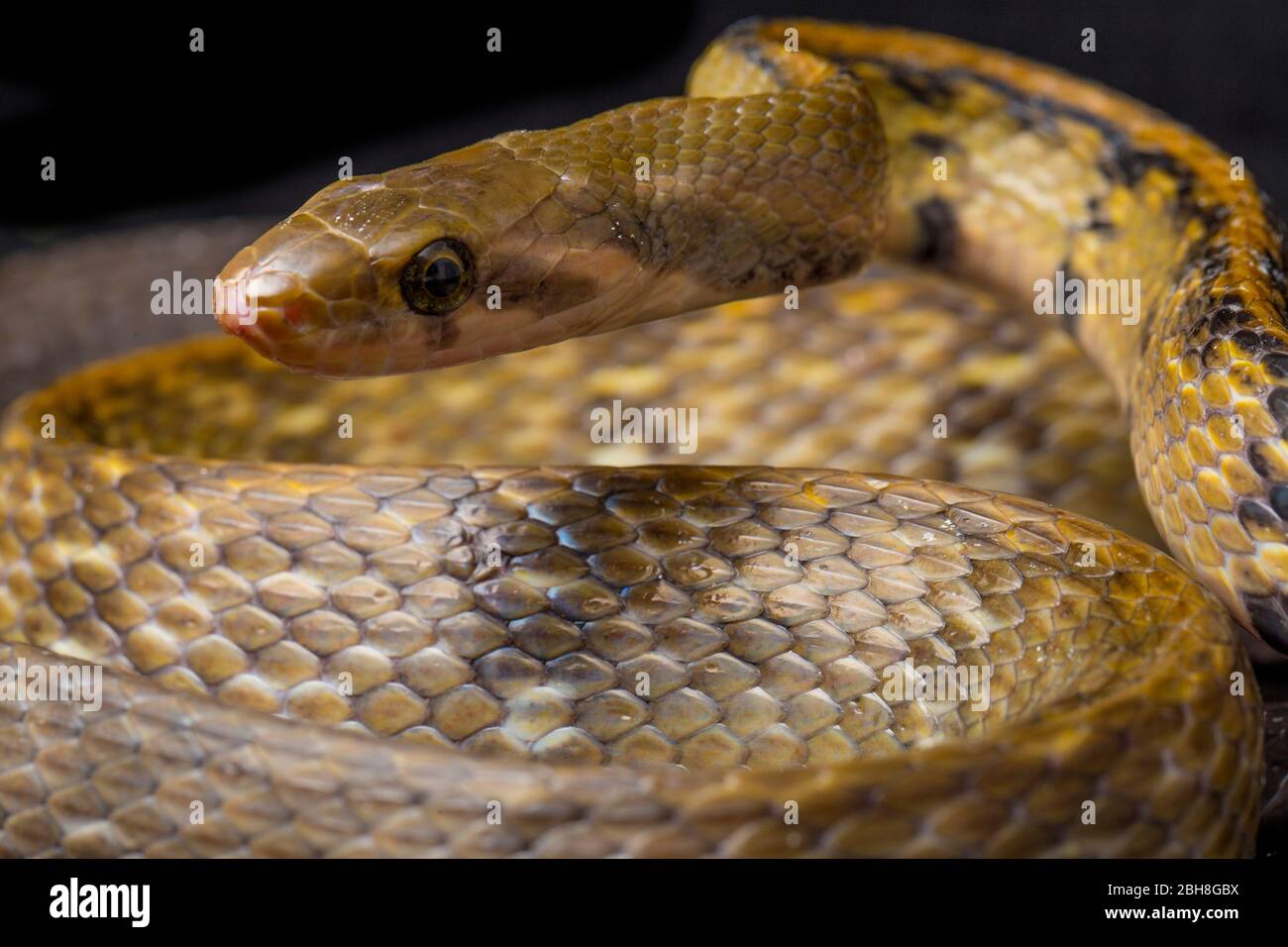 Coelognathus flavolineatus, die schwarze kupferne Rattennatter oder gelb gestreifte Schlange, isoliert auf schwarzem Hintergrund Stockfoto