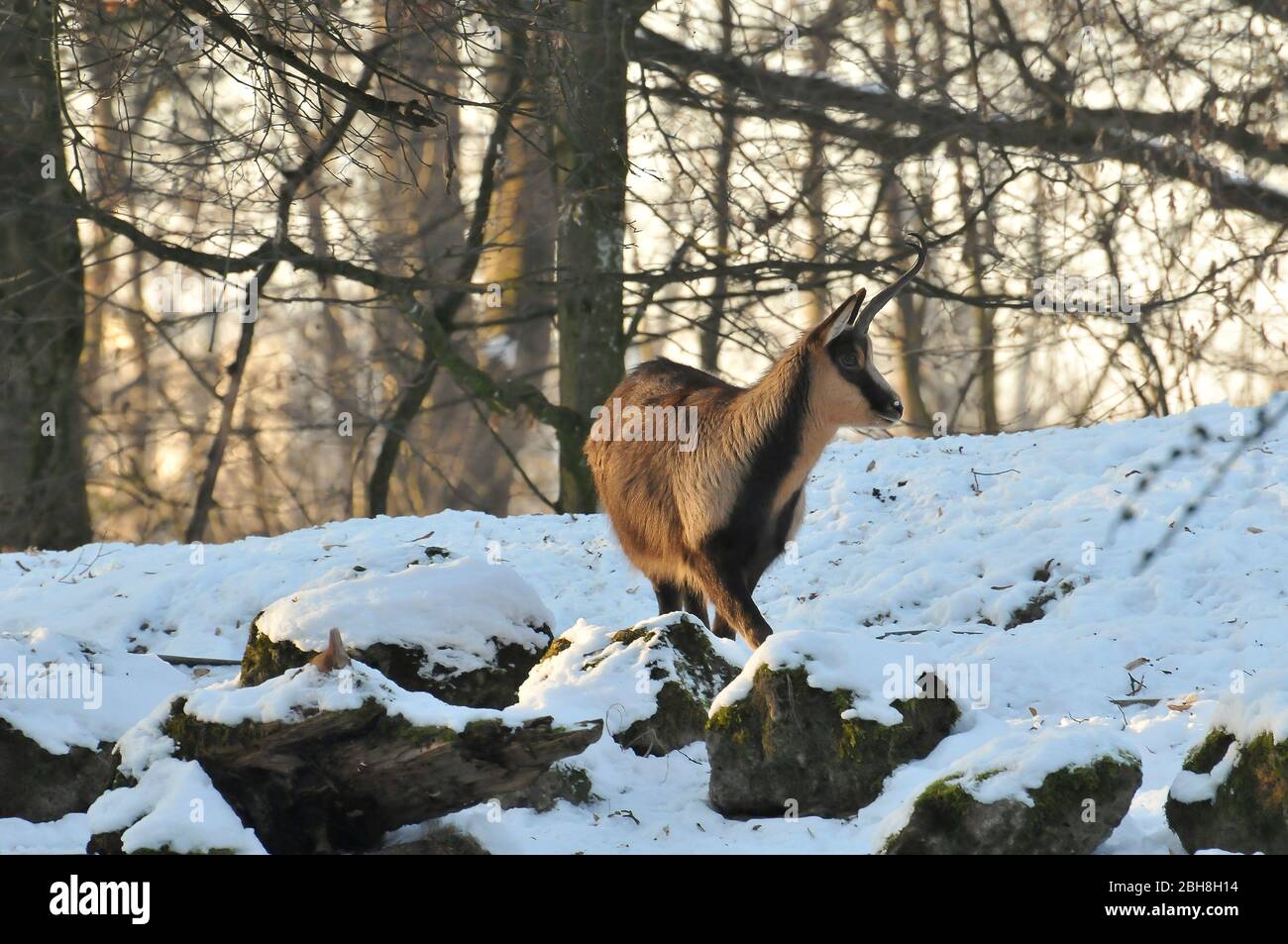 Alpine Chamois, (Rupicapra rupicapra), in felsiger Umgebung, Zoo Hellabrunn, München, Bayern, Deutschland Stockfoto