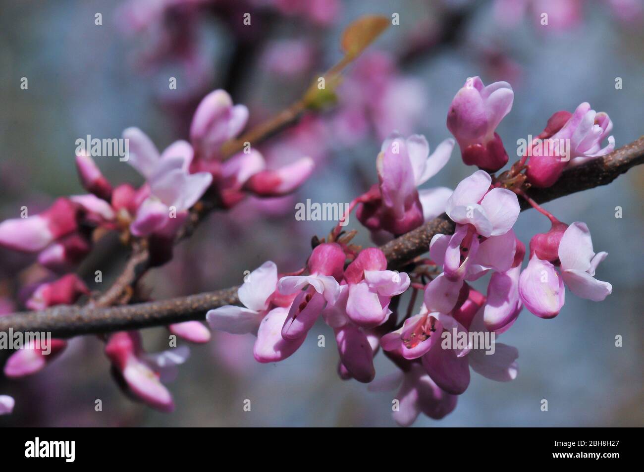 Östliche Rotbude, Cercis canadensis, blühende Ast, Bayern, Deutschland Stockfoto