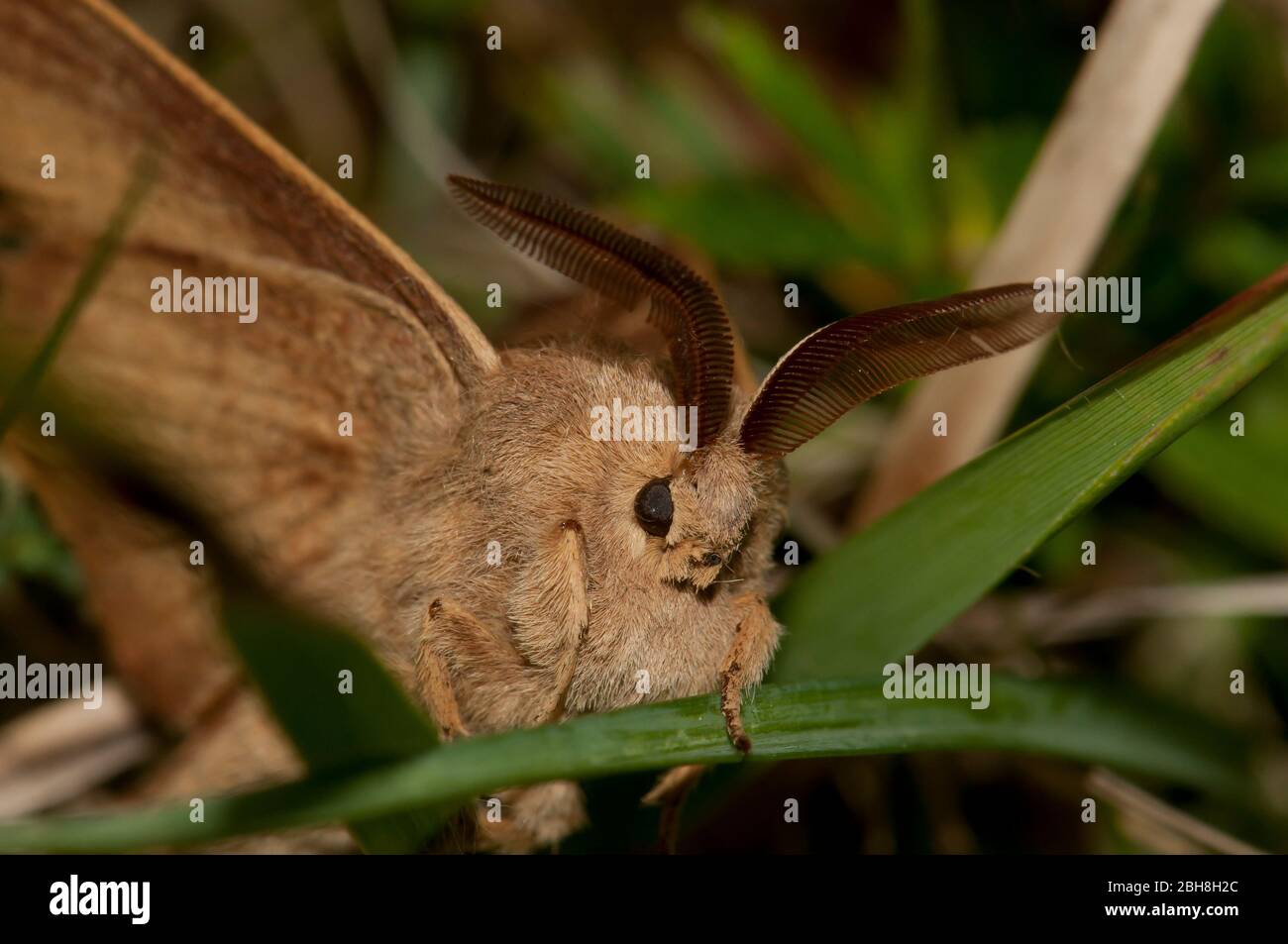 Fuchsmotte, Macrothylacia rubi, sitzend auf Grashalm, Bayern, Deutschland Stockfoto