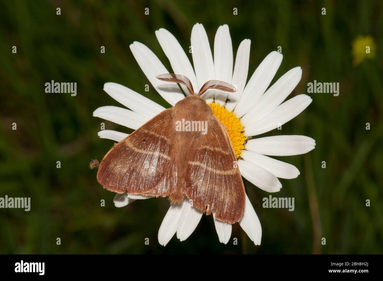 Fuchsmotte, Macrothylacia rubi, sitzend auf Ochsengänse, Bayern, Deutschland Stockfoto